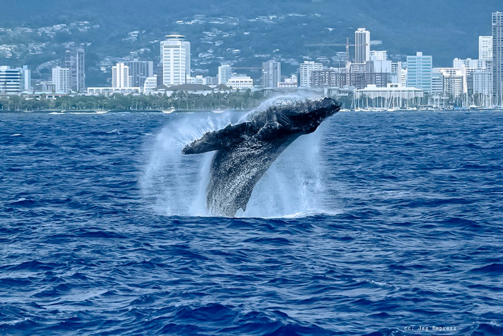 Witness Majestic Humpback Whales Oahu Atlantis Adventures 