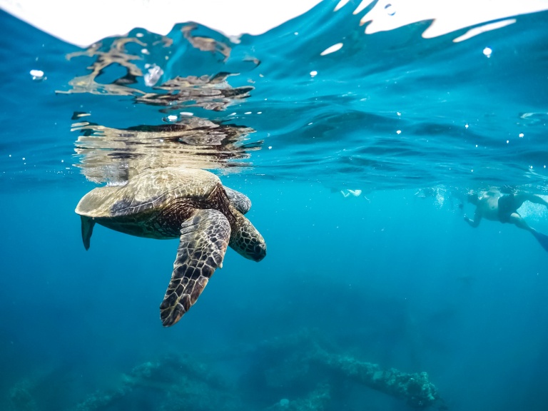 witness the beauty of mauis coral reefs snorkel adventure hawaii ocean rafting