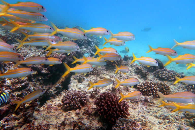 Hawaiiandiving Deep And Shallow Dive Experience Underwater