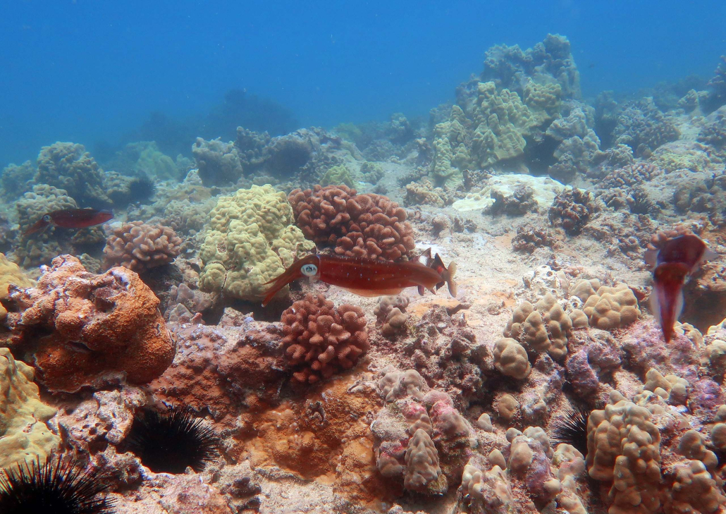 Hawaiiandiving Deep And Shallow Dive Slide Creatures