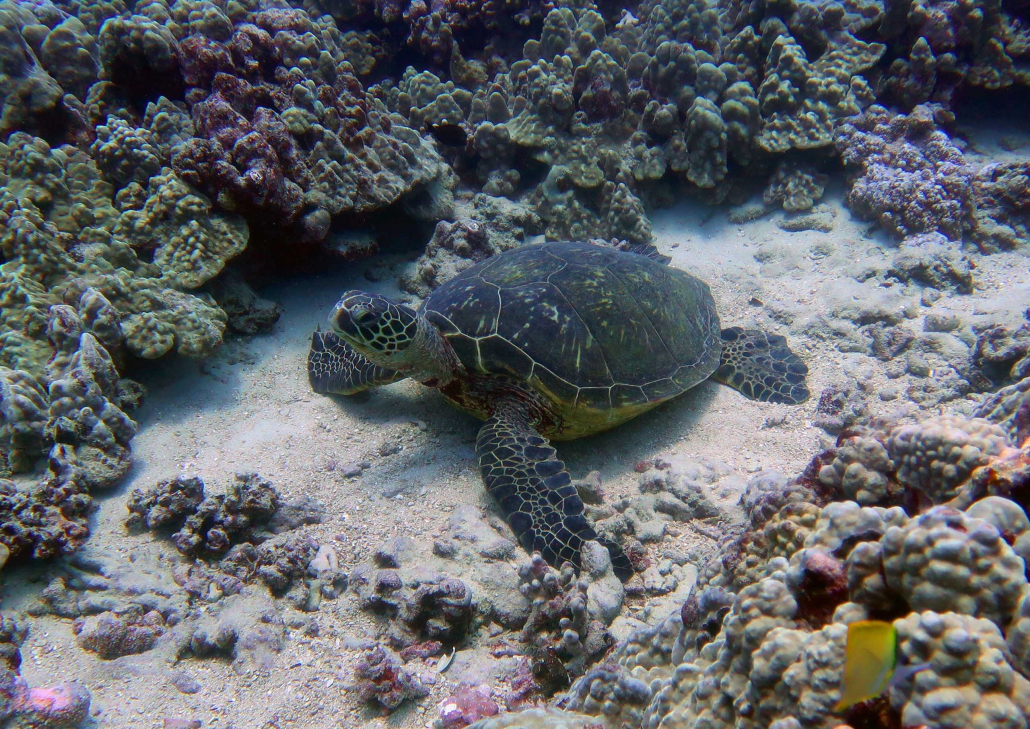 Hawaiiandiving Deep And Shallow Dive Slide Turtle