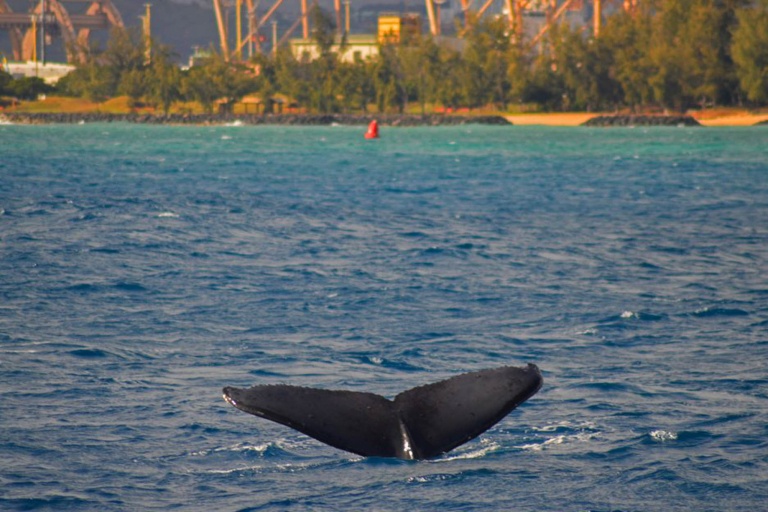 Livingoceantours Oahu Whale Watching Feature Create Memories For A Lifetime