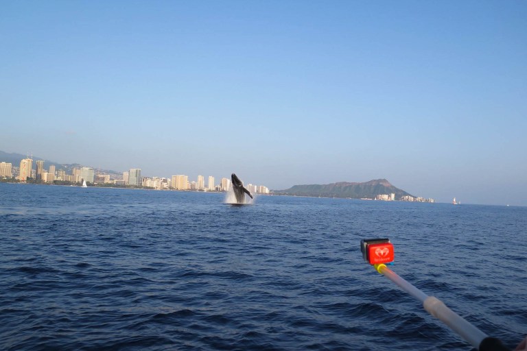 Livingoceantours Oahu Whale Watching Feature Create Memories Ocean