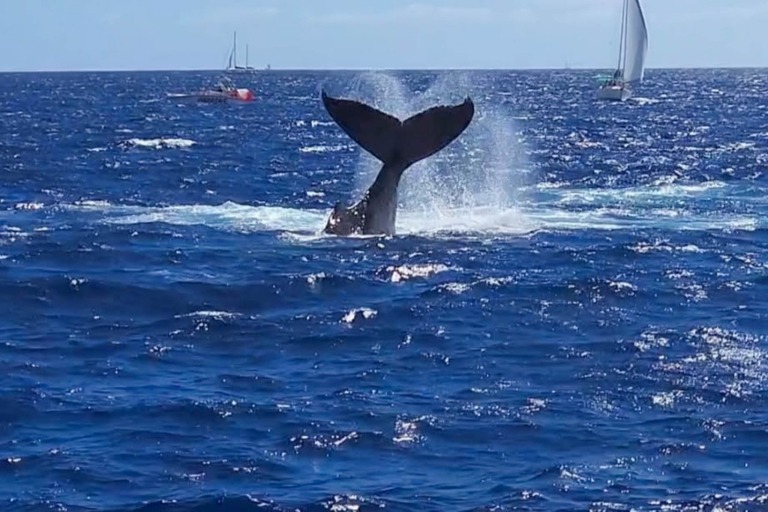 Livingoceantours Oahu Whale Watching Feature Enjoy A Tropical Afternoon Whale Tail