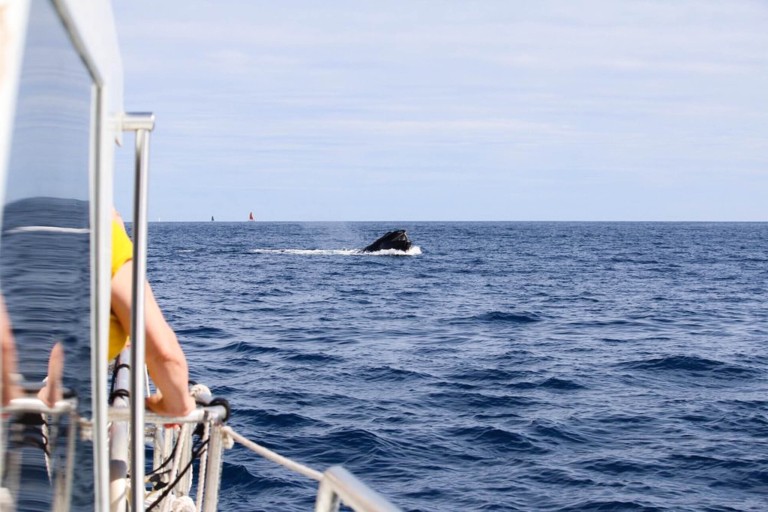 Livingoceantours Oahu Whale Watching Feature Family Activity