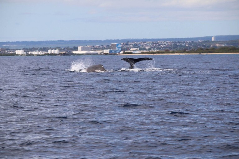 Livingoceantours Oahu Whale Watching Feature Family Activity Whale Tail