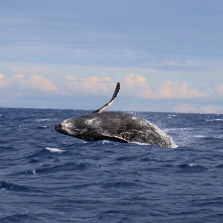 Livingoceantours Oahu Whale Watching Product