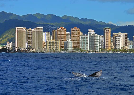 Livingoceantours Oahu Whale Watching Slider Ocean
