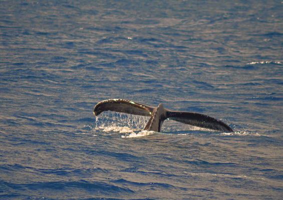 Livingoceantours Oahu Whale Watching Slider Watch Whale