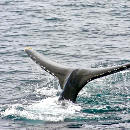 Theadventureboat Private Waikiki Small Boat Whale Watch Product  Whale Tail