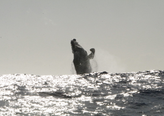 Theadventureboat Private Waikiki Small Boat Whale Watch Slide Whale Jump