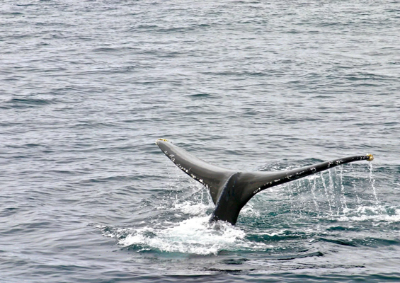 Theadventureboat Private Waikiki Small Boat Whale Watch Slide Whale Watching