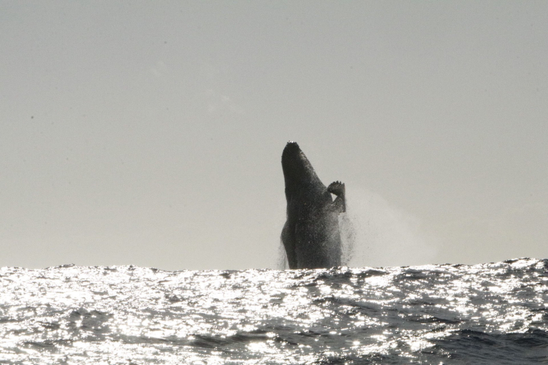 Theadventureboat Private Waikiki Small Boat Whale Watch Watch The Giants Play
