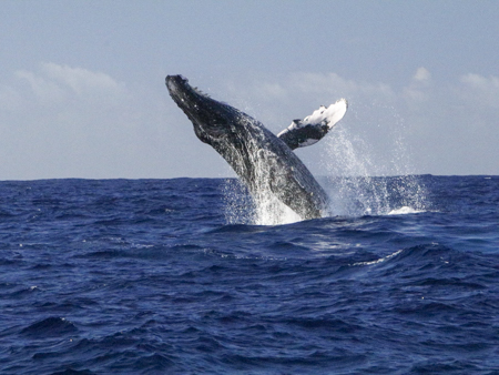 Theadventureboat Private Waikiki Small Boat Whale Watch Watch The Giants Play Whale Jump
