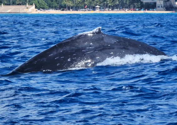 Theadventureboat Whale Arch Waikiki