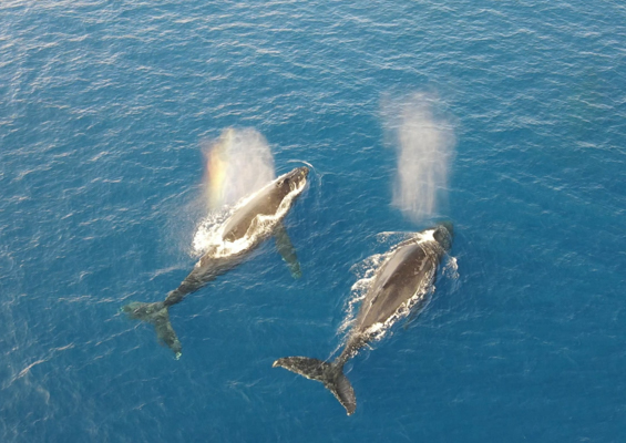 Theadventureboat Whale Overhead View