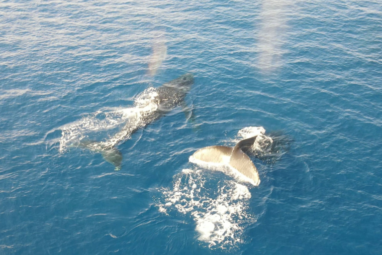 Theadventureboat Whales Overhead