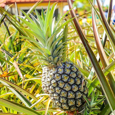 Microcephalus Pineapple Dole Plantation EX