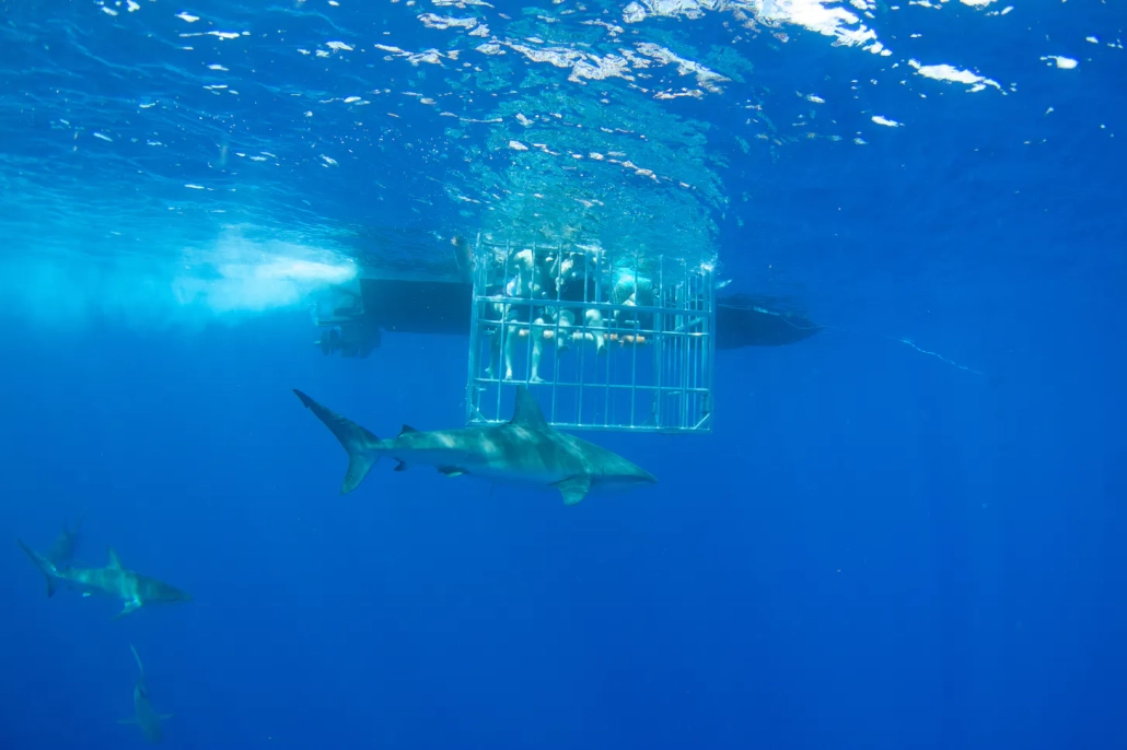 North shore shark diving with cage experience slider