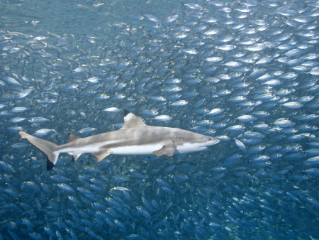 North shore shark