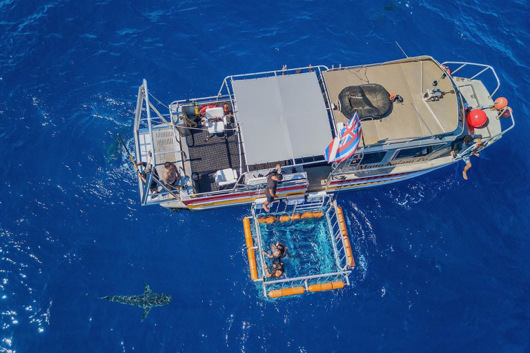 Haleiwasharktours North Shore Shark Cage Snorkel Boat