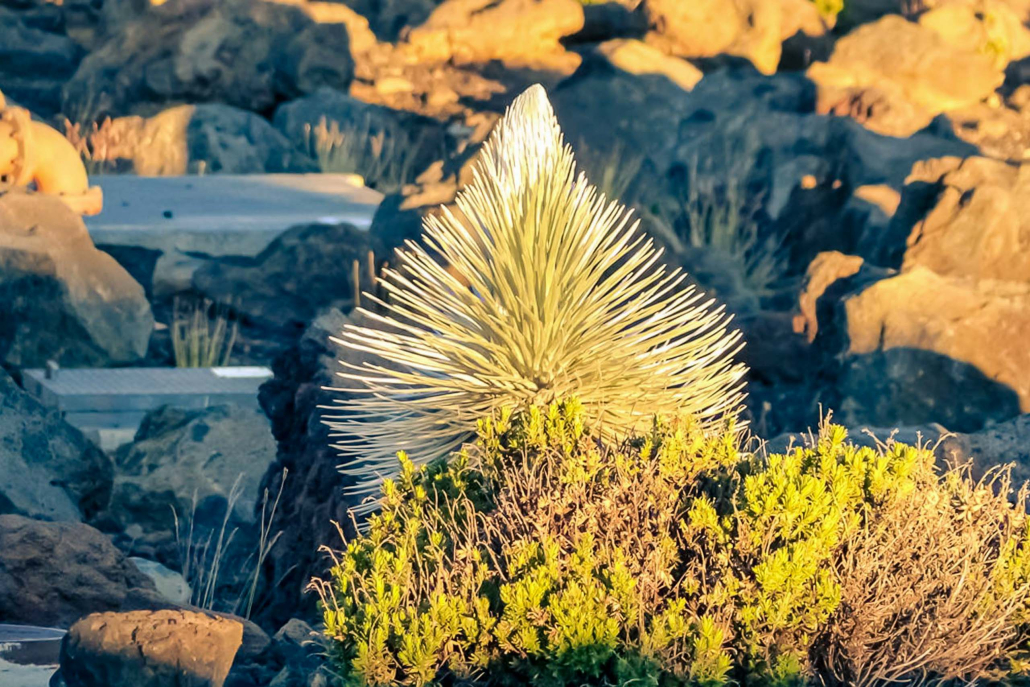 Maui Pineapple Tour Haleakala Silversword In Full Bloom Bike Maui