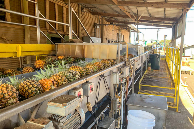 Maui Pineapple Tour Maui Gold Processing Plant