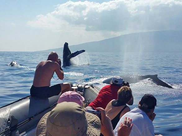 maui whale watch breach family