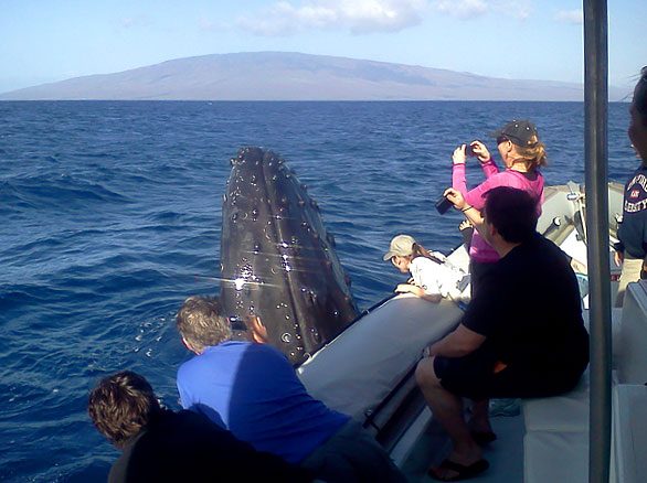 maui whale watch spy hop