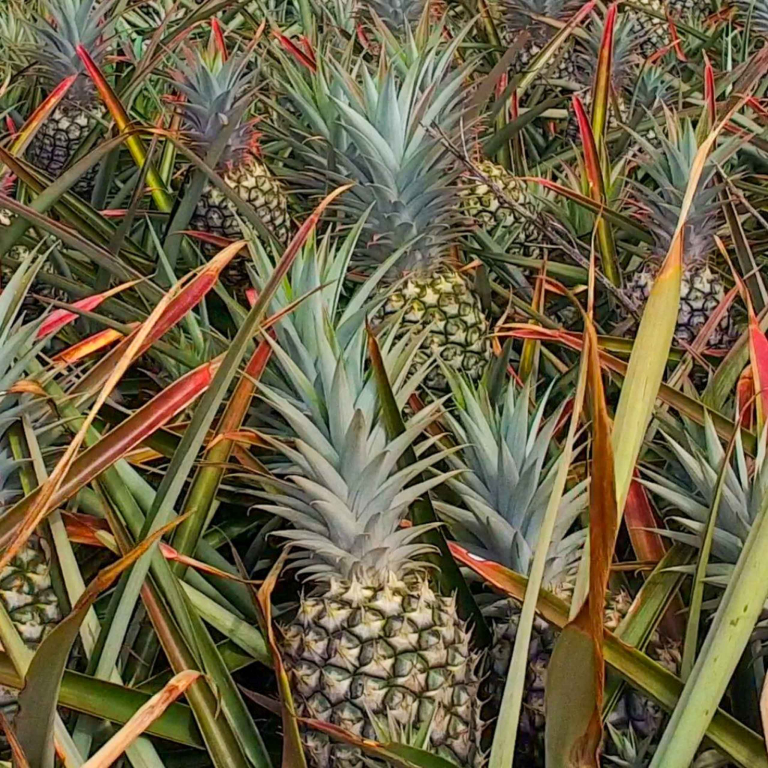 Mauipineappletour Maui Pineapple Tour A Pineapple