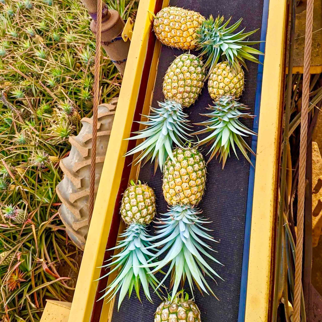 Mauipineappletour Maui Pineapple Tour Harvest