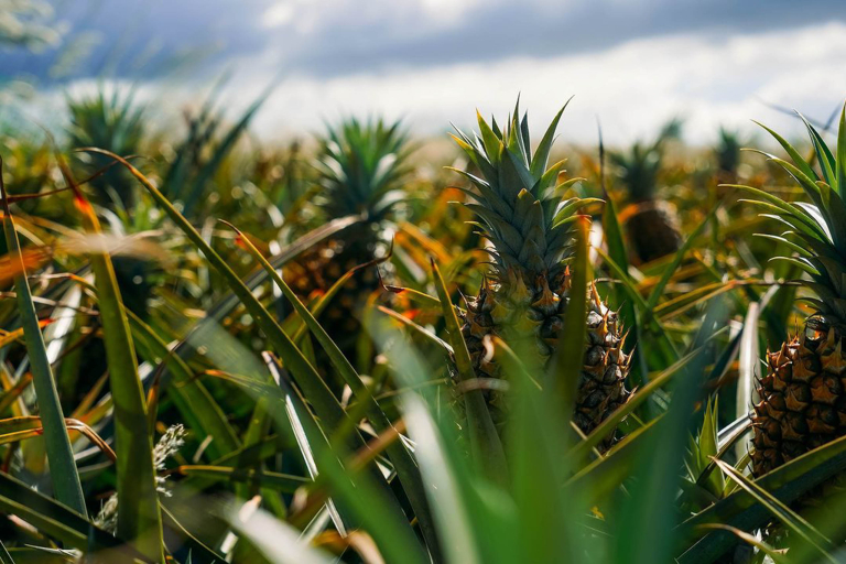 Mauipineappletour Maui Pineapple Tour Pineapple Grow