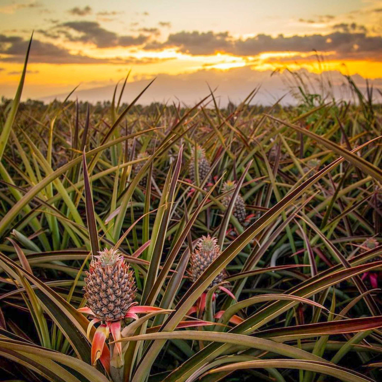 Mauipineappletour Maui Pineapple Tour Sunset Farm