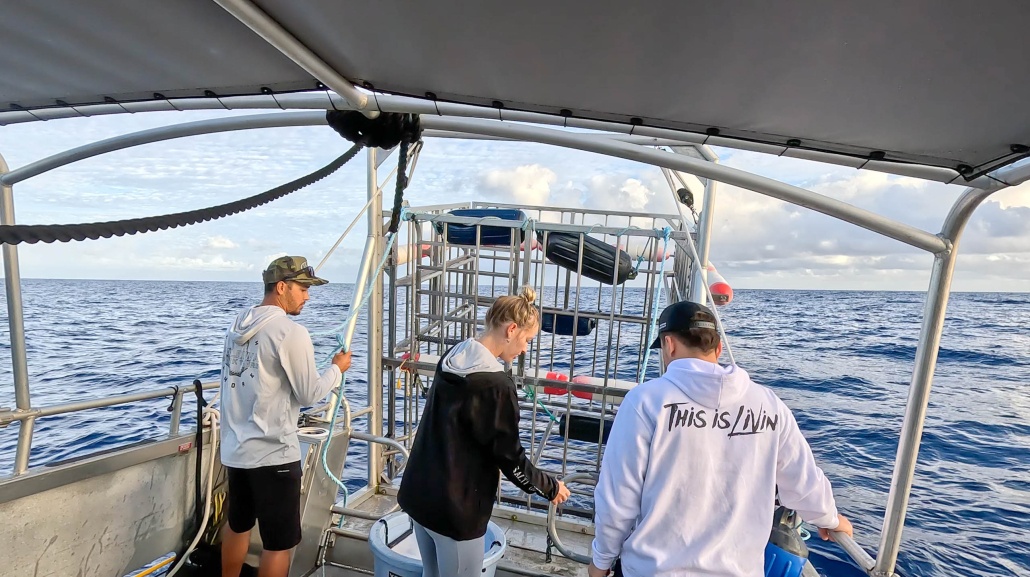 north shore shark cage snorkel friends prepare slider