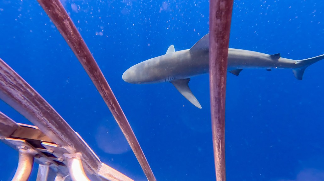 north shore shark cage snorkel shark in cage look slider