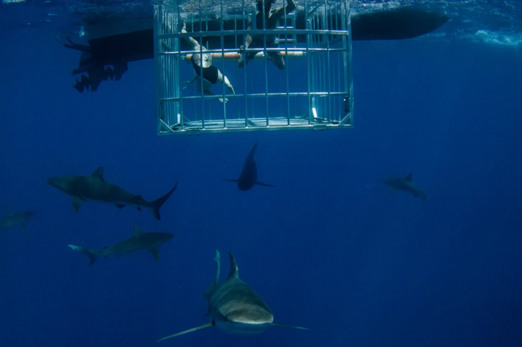 north shore shark diving with cage slider 