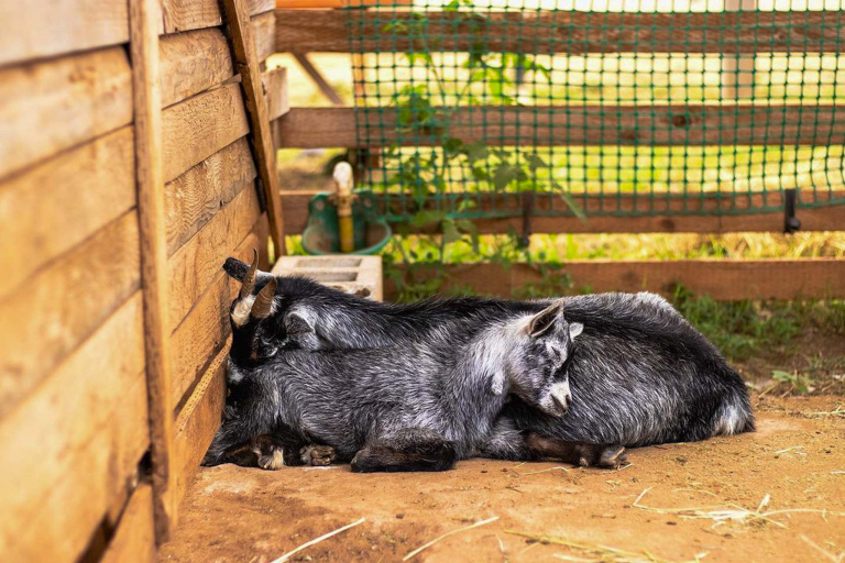 North Shore Stables Hawaii Atv Adventure Farm Tour Goats