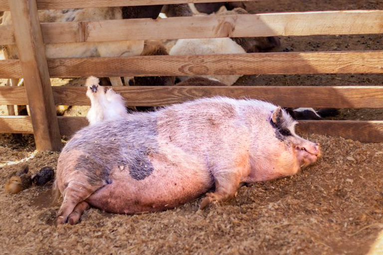North Shore Stables Hawaii Atv Adventure Farm Tour Pig