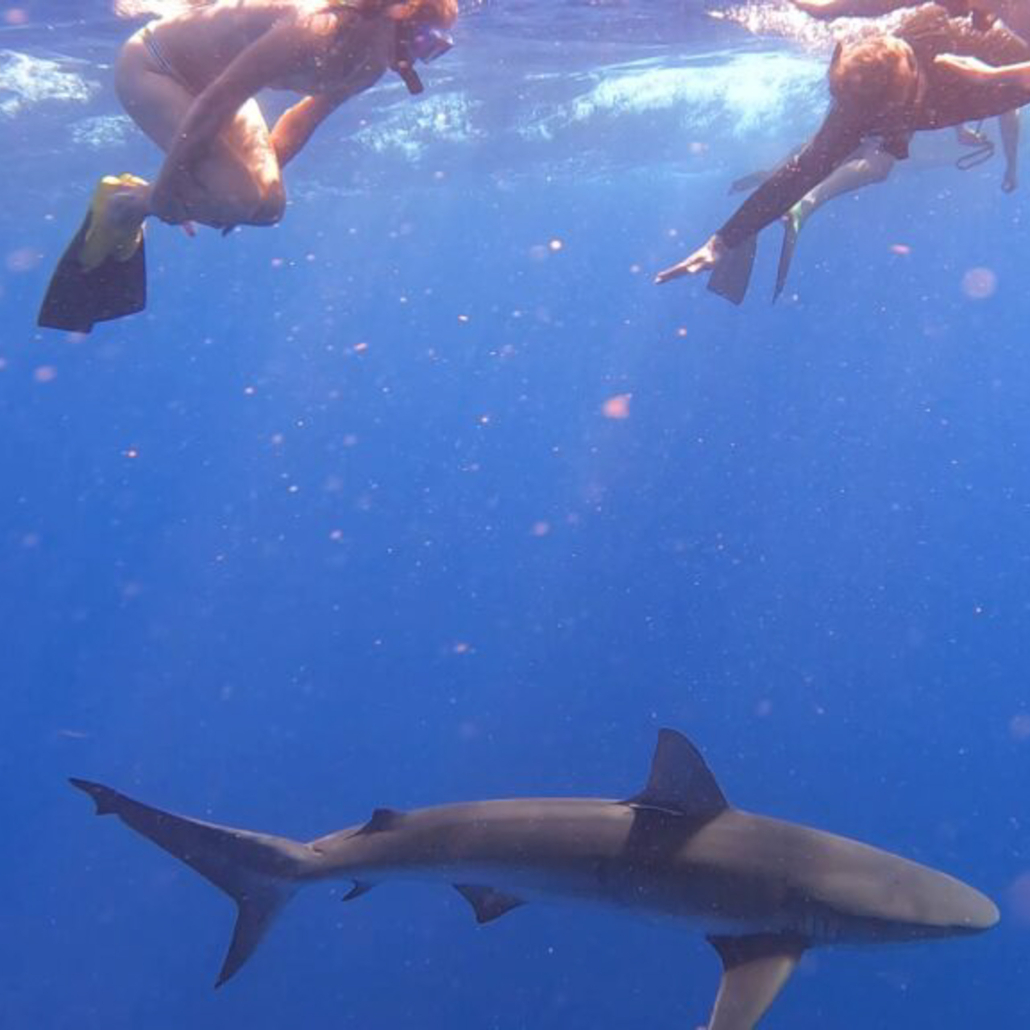 Oceanoutffitershawaii Diving Non Shark Cage