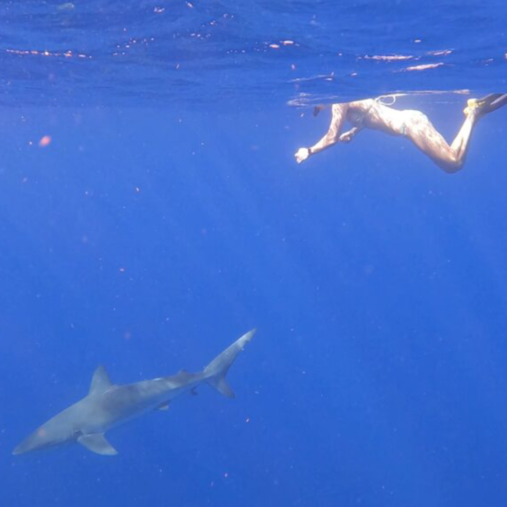 Oceanoutffitershawaii Diving With Big Shark