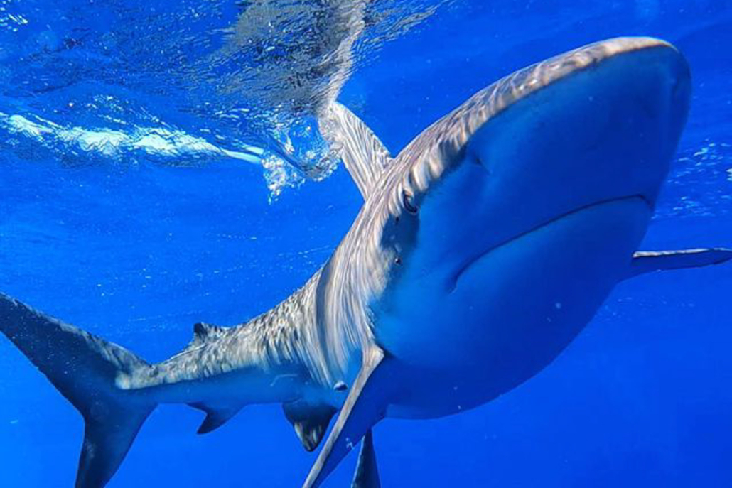 Oceanoutfittershawaii Close Up Big Shark