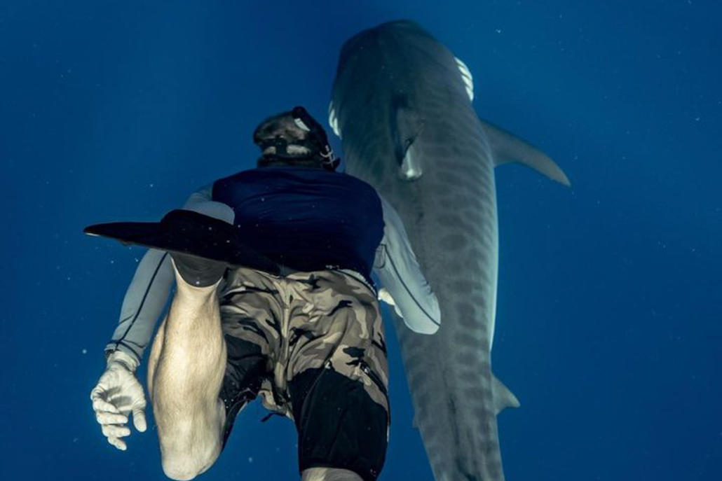 Oceanoutfittershawaii Diving Close Shark