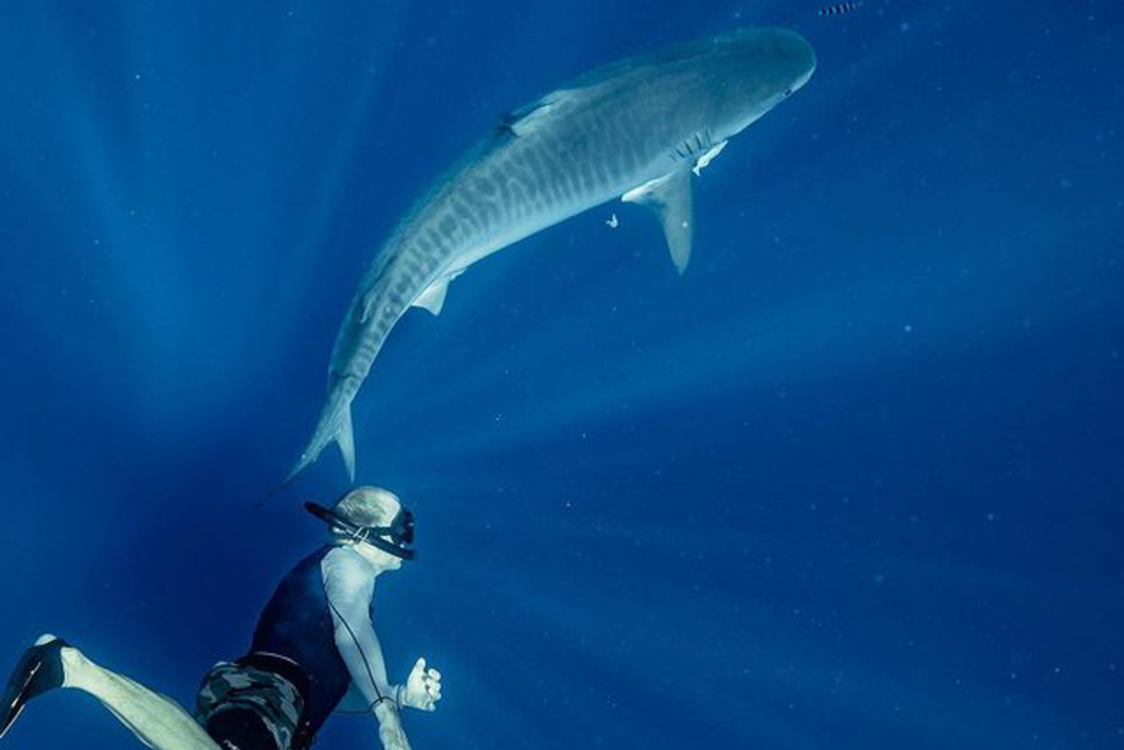 Oceanoutfittershawaii Diving Close To Shark