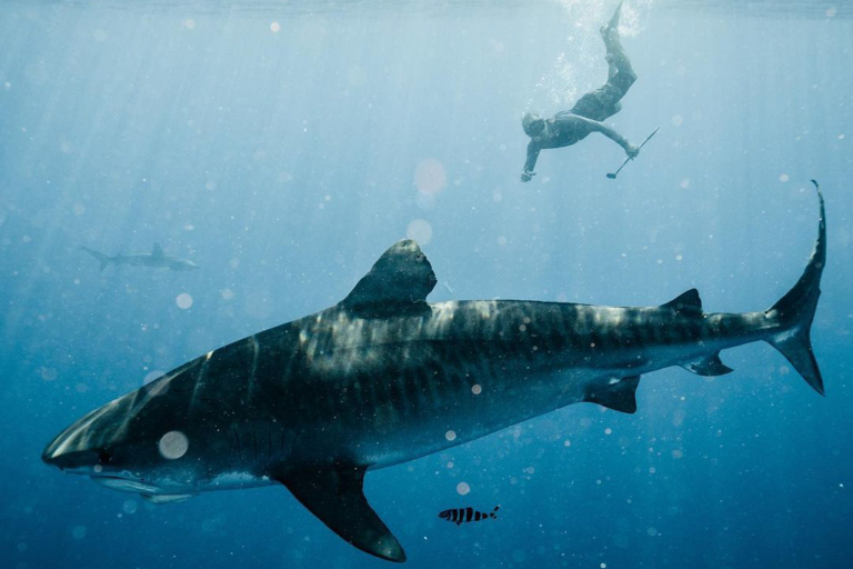 Oceanoutfittershawaii Shark Conservation