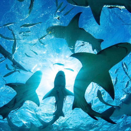 Oceanoutfittershawaii Silhouette Of Circling Sharks