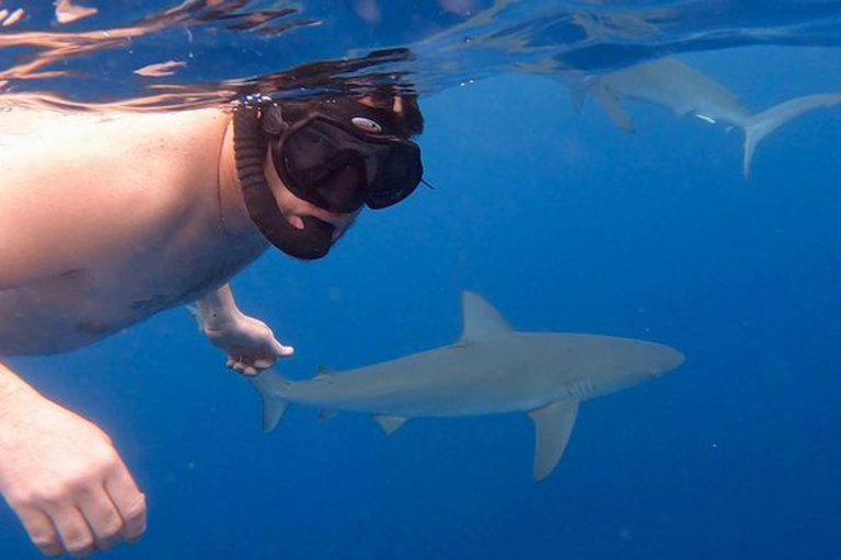 Oceanoutfittershawaii Unique Thrill Diving With Shark