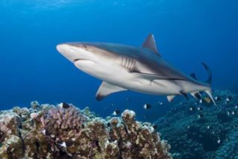 Oceanoutfittershawaii Uniquep Thrill Big Shark