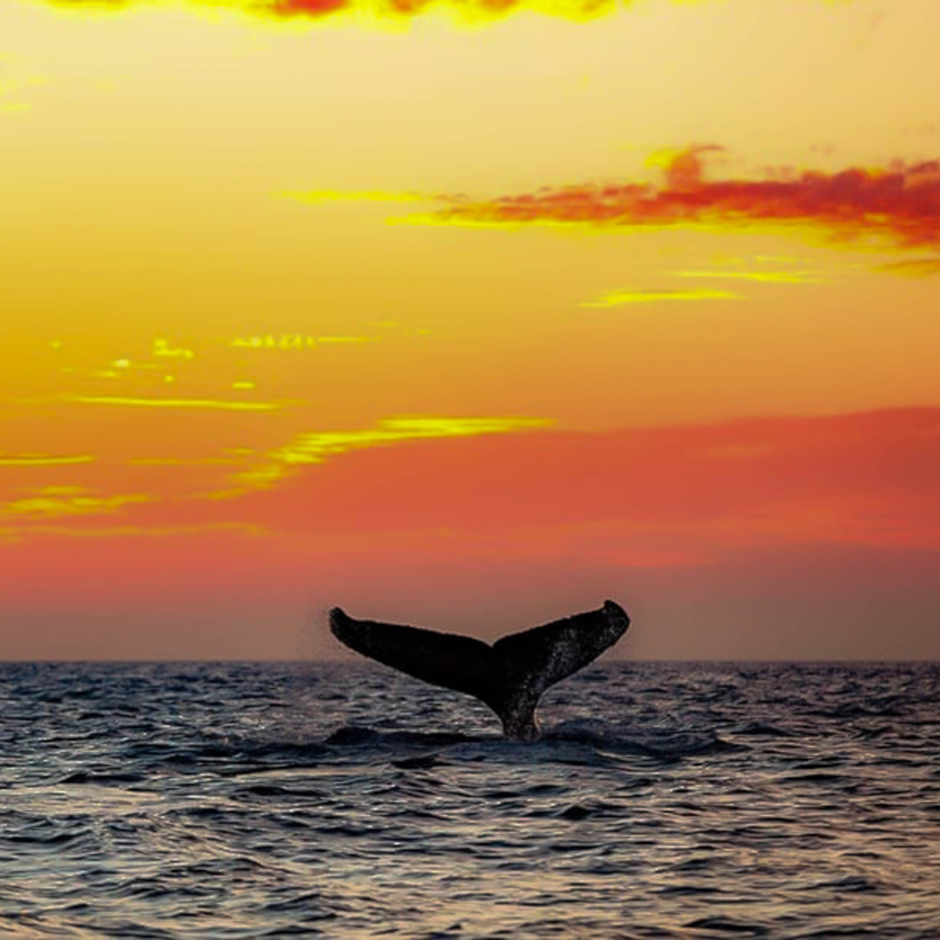 Whale Tail Sunset Maui