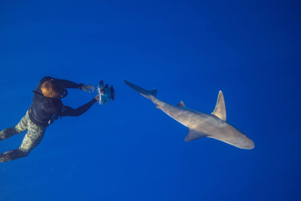 Oneoceandiving Cageless Shark Diving Tour A Man Diving