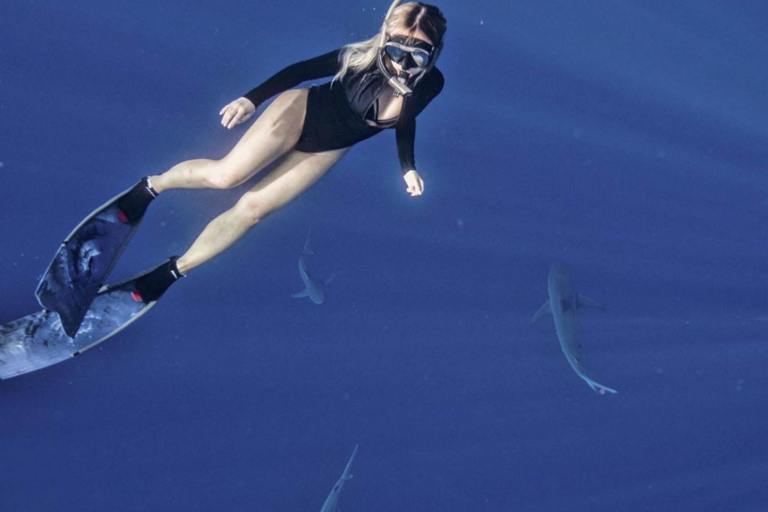 Oneoceandiving Cageless Shark Diving Tour Beautiful Girl And Sharks